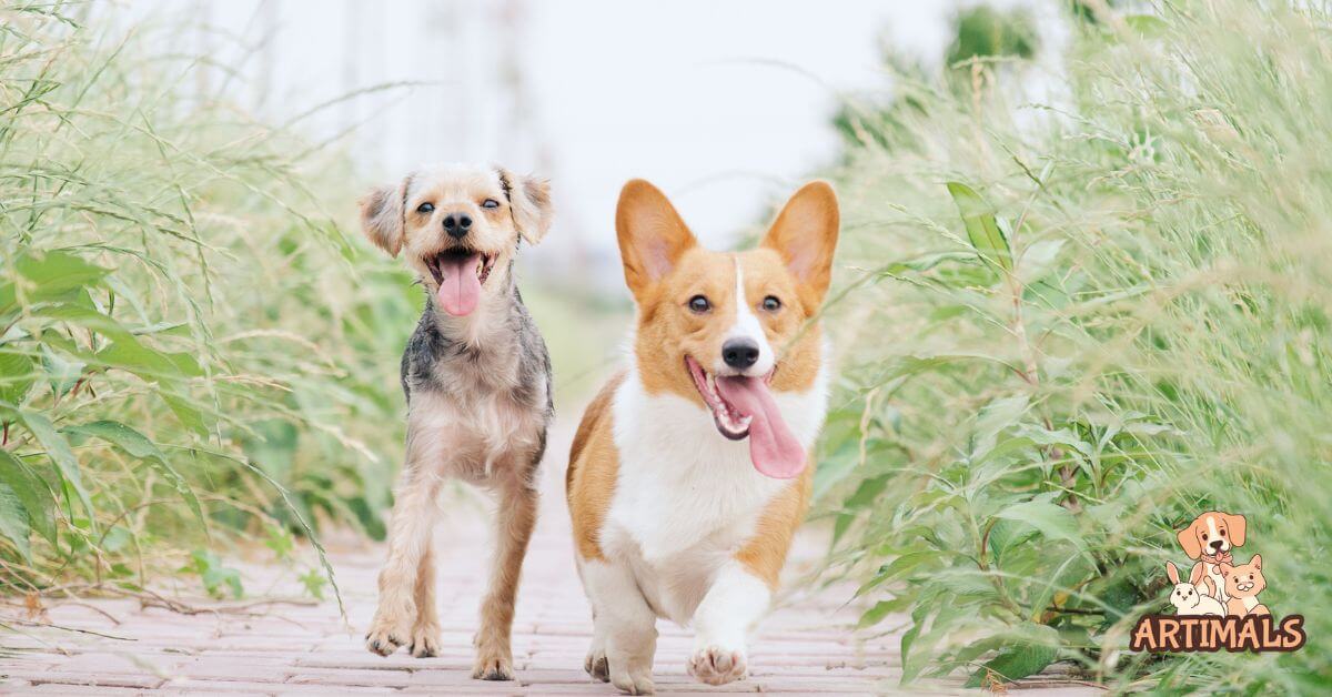 De 10 mest populære kæledyrsracer at få portrætteret