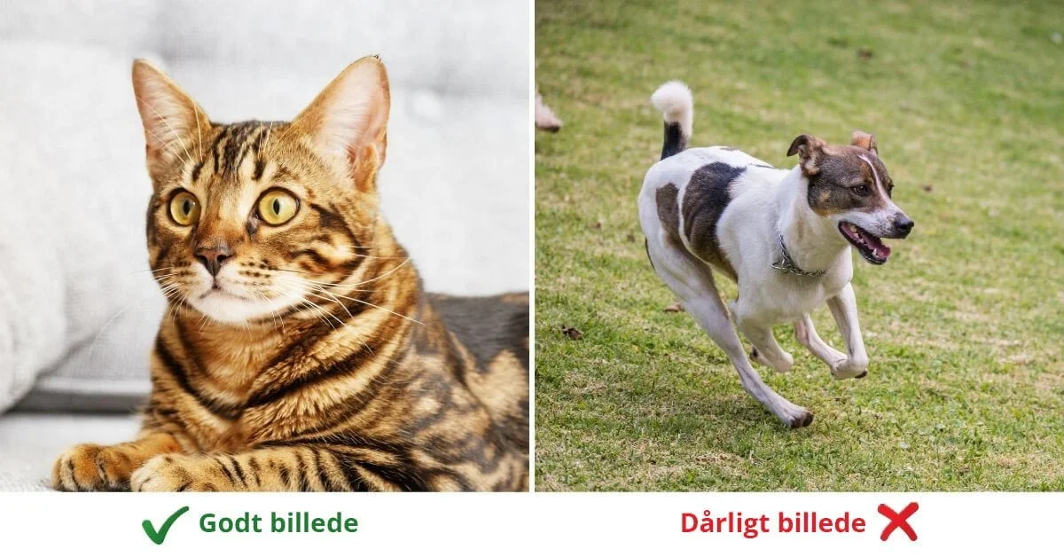Royal Kæledyrsportræt 1 17 Guide til at tage billede af kæledyr